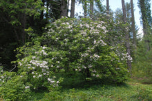 Load image into Gallery viewer, Mountain Laurel