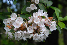 Load image into Gallery viewer, Mountain Laurel