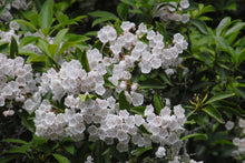 Load image into Gallery viewer, Mountain Laurel