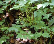 Load image into Gallery viewer, Attribution: Lisa Tomkins via ncwildflower.org