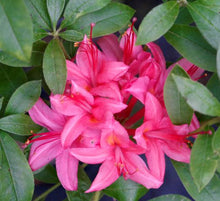 Load image into Gallery viewer, Parade