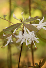 Load image into Gallery viewer, Chocolate Drop (R. canescens)