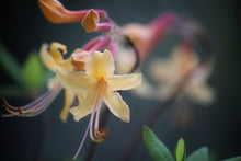 Load image into Gallery viewer, Earl's Calendulaceum Gold (R. calendulaceum)