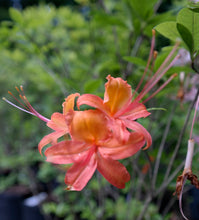 Load image into Gallery viewer, Gregory Bald Seedlings ( R. arborescens x R. bakeri x ?)