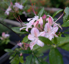Load image into Gallery viewer, Gregory Bald Seedlings ( R. arborescens x R. bakeri x ?)