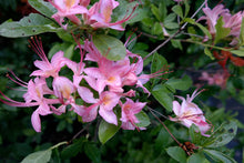 Load image into Gallery viewer, Gregory Bald Seedlings ( R. arborescens x R. bakeri x ?)