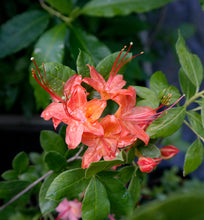 Load image into Gallery viewer, Gregory Bald Seedlings ( R. arborescens x R. bakeri x ?)