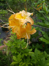 Load image into Gallery viewer, Gregory Bald Seedlings ( R. arborescens x R. bakeri x ?)