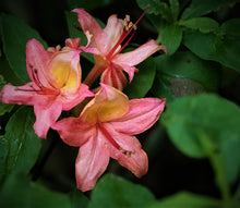 Load image into Gallery viewer, Gregory Bald Seedlings ( R. arborescens x R. bakeri x ?)