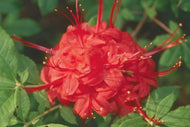 John Conner (R prunifolium)