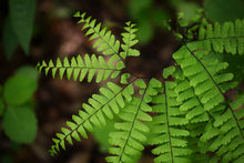 Load image into Gallery viewer, Northern Maidenhair Fern (Adiantum pedatum)