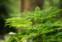 Load image into Gallery viewer, Northern Maidenhair Fern (Adiantum pedatum)
