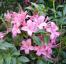 Load image into Gallery viewer, Parade