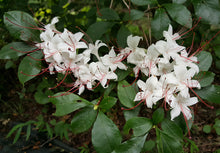 Load image into Gallery viewer, R. arborescens (Sweet Azalea)