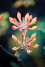 Load image into Gallery viewer, R. austrinum (Florida Flame Azalea)
