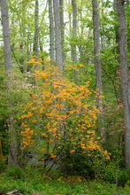 Load image into Gallery viewer, R. austrinum (Florida Flame Azalea)
