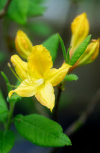 Load image into Gallery viewer, R. calendulaceum (Flame Azalea)