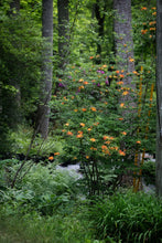 Load image into Gallery viewer, R. calendulaceum (Flame Azalea)
