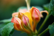 Load image into Gallery viewer, R. calendulaceum (Flame Azalea)