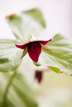 Load image into Gallery viewer, Wake-Robin Trillium (T. erectum)