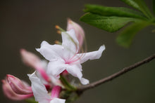 Load image into Gallery viewer, R. periclymenoides (Pinxter Azalea)
