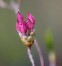 Load image into Gallery viewer, R. periclymenoides (Pinxter Azalea)