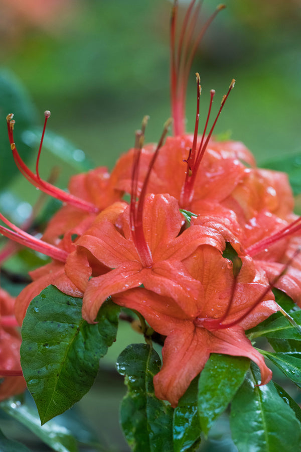 R. prunifolium (Plumleaf Azalea) – Mountain Mist Nursery