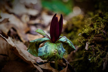 Load image into Gallery viewer, Sweet Betsy Trillium (T. cuneatum)
