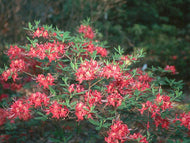 Razzberry (R. flammeum x R. Periclymenoides)