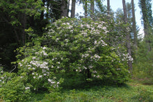 Load image into Gallery viewer, Mountain Laurel
