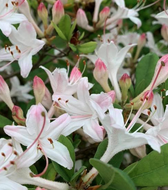 Snowbird seedling