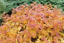 Load image into Gallery viewer, Attribution: Photo by Krzysztof Ziarnek, Kenraiz Photo via ncwildflower.org.
