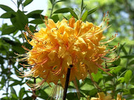 Earl's Gold (R. austrinum x ?)