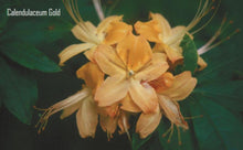 Load image into Gallery viewer, Earl&#39;s Calendulaceum Gold (R. calendulaceum)
