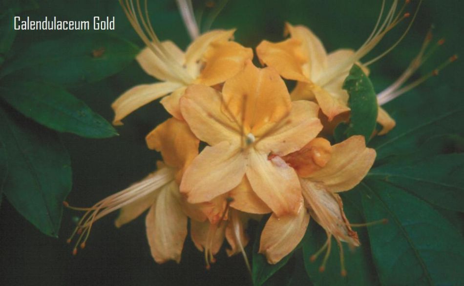 Earl's Calendulaceum Gold (R. calendulaceum)