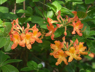 Nancy (R. flammeum x R. calendulaceum)