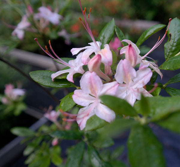 Gregory Bald Seedlings ( R. arborescens x R. bakeri x