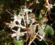 R. viscosum var. serrulatum (Hammocksweet Azalea)