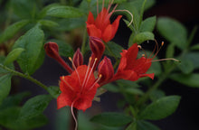 Load image into Gallery viewer, Kelly&#39;s Red - STR 9N (R. flammeum)
