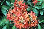 Orange Carpet (R. calendulaceum X R. flammeum)