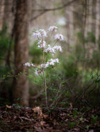 R. alabamense (Alabama Azalea)