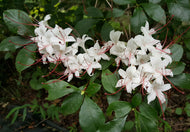 R. arborescens (Sweet Azalea)