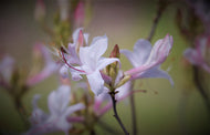 R. atlanticum (Coastal Azalea)