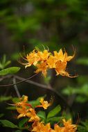 R. austrinum (Florida Flame Azalea)