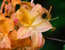 Load image into Gallery viewer, R. calendulaceum (Flame Azalea)
