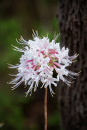 R. canescens (Piedmont Azalea)