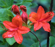 R. cumberlandense, R. bakeri (Cumberland Azalea)