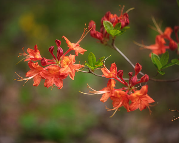 Oconee Azalea (Rhododendron flammeum) 9 R. flammeum (Oconee Azalea)