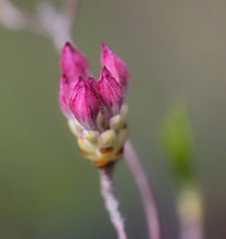 Load image into Gallery viewer, R. periclymenoides (Pinxter Azalea)
