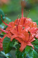 R. prunifolium (Plumleaf Azalea)